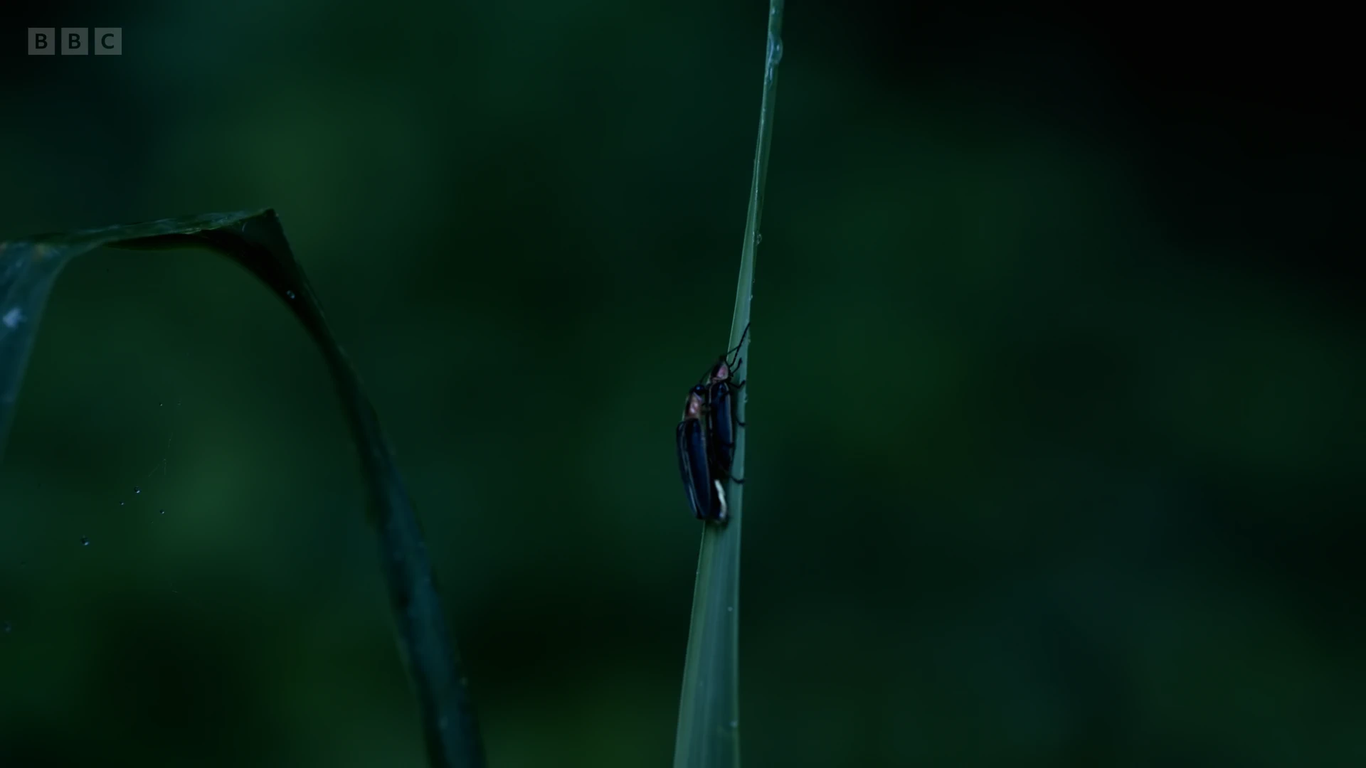 Firefly (Photuris frontalis) as shown in Seven Worlds, One Planet - North America